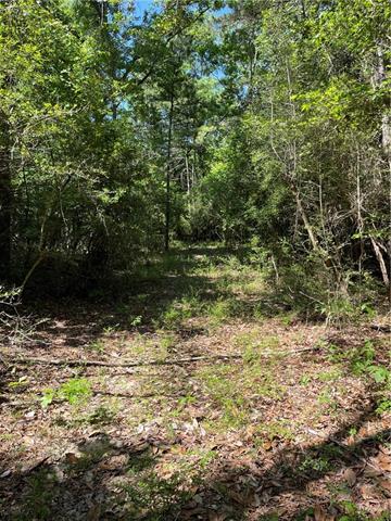 0 Elmore McKigney Lane Springfield, LA 70462 - Photo 8 of 28