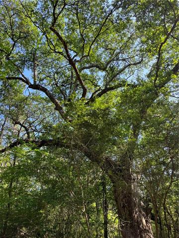 0 Elmore McKigney Lane Springfield, LA 70462 - Photo 9 of 28