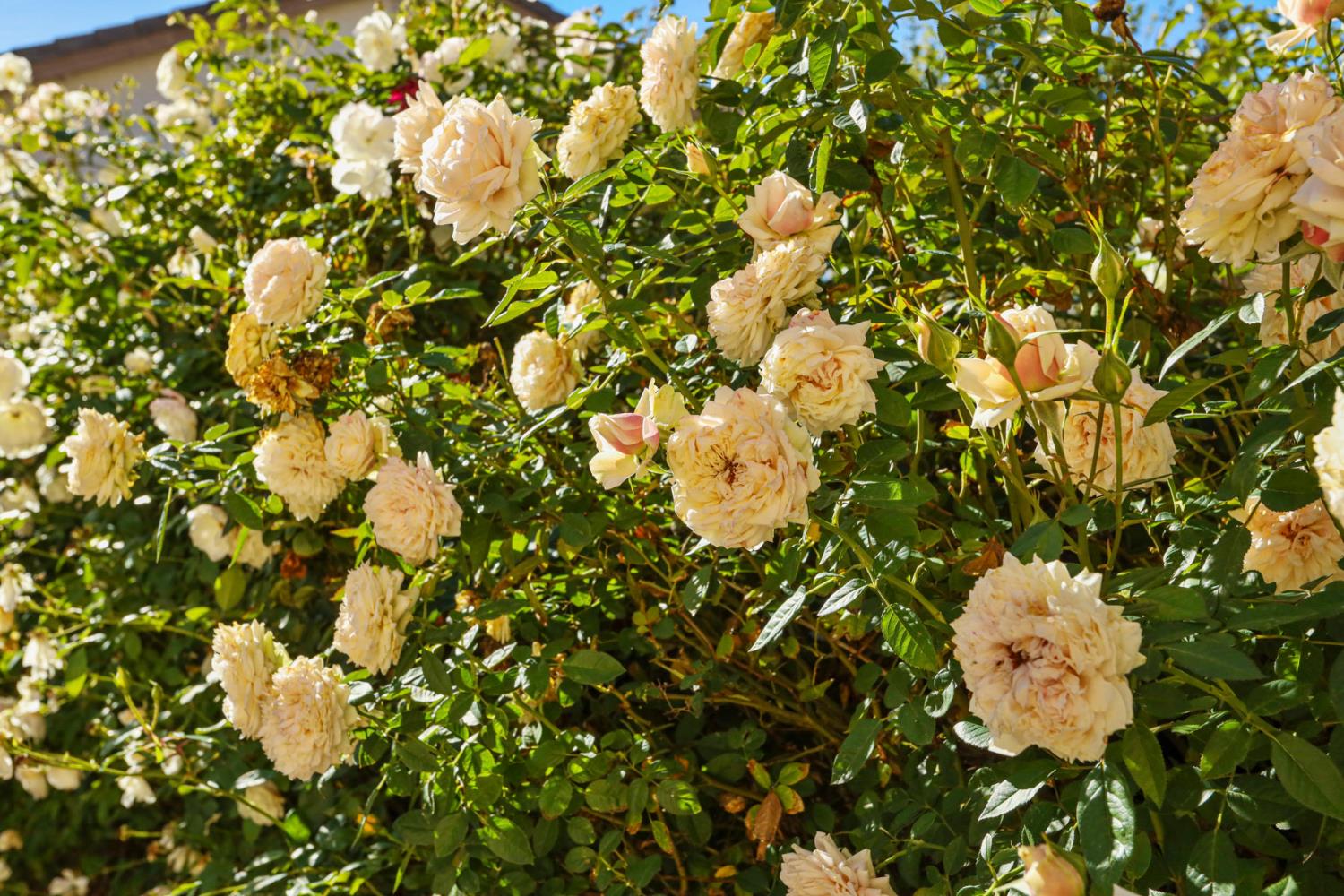 2902 Campbell Lane Tracy, CA 95377 - Photo 29 of 29 a picture of a tree