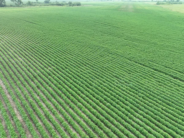 $746,827 | 0 45th Street Northeast, Benson, MN 56215