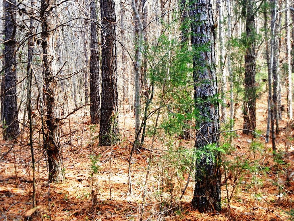 Mill Road Dillwyn, VA 23936 - Photo 1 of 1 Gallery Image 1