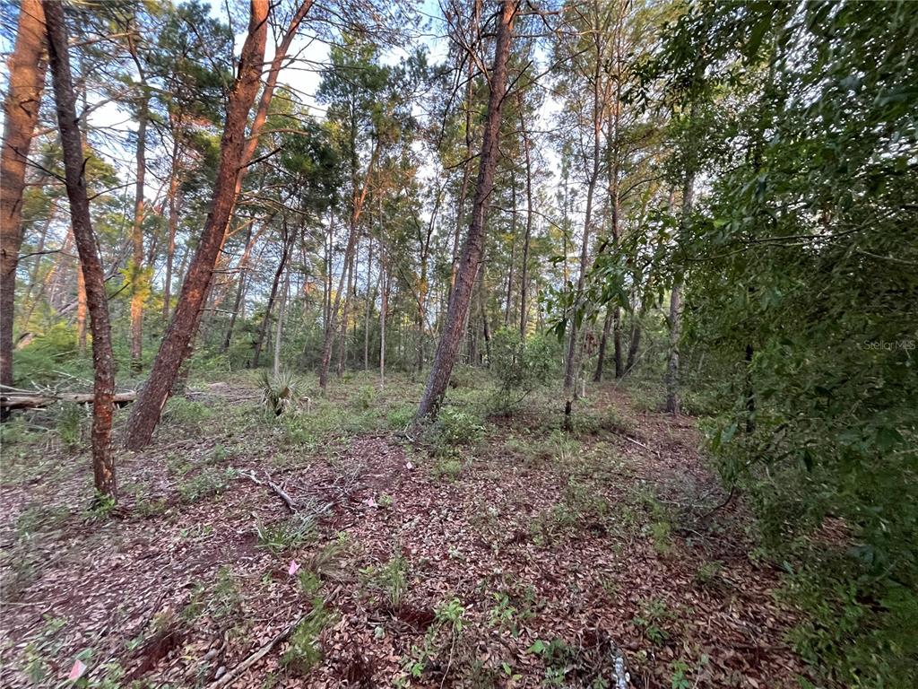 Tbd Twin Lakes Road Interlachen, FL 32148 - Photo 1 of 9