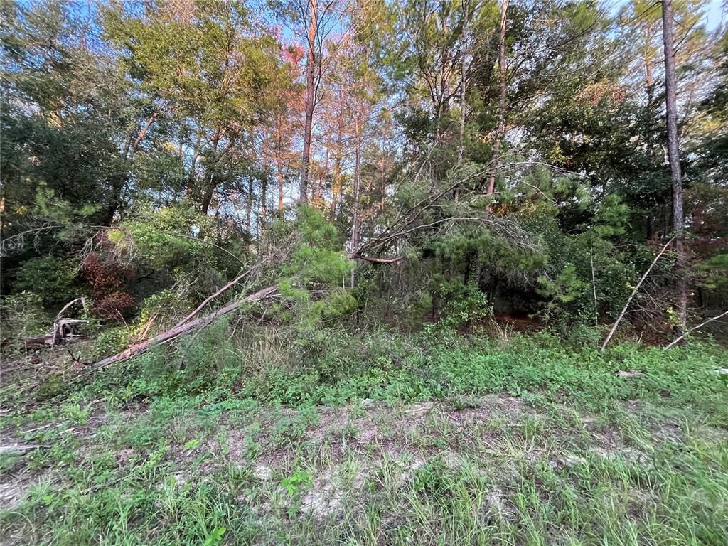 Tbd Twin Lakes Road Interlachen, FL 32148 - Photo 2 of 9