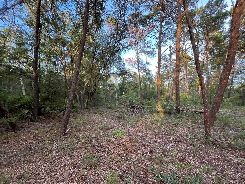 Tbd Twin Lakes Road Interlachen, FL 32148 - Photo 5 of 9