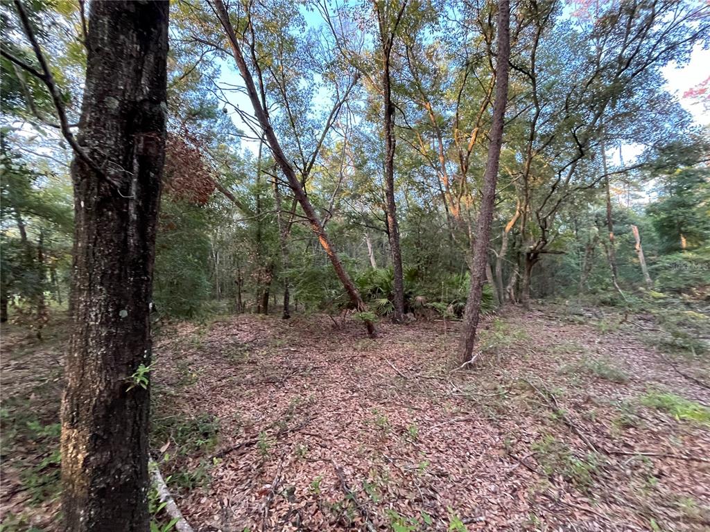 Tbd Twin Lakes Road Interlachen, FL 32148 - Photo 6 of 9