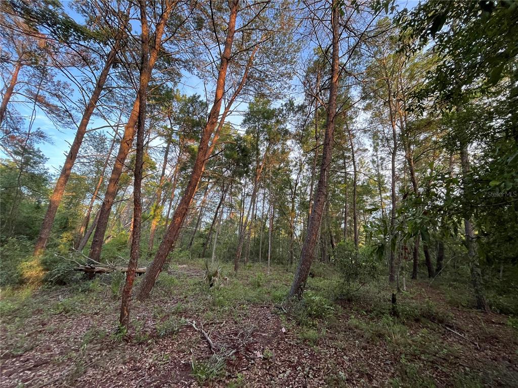 Tbd Twin Lakes Road Interlachen, FL 32148 - Photo 7 of 9