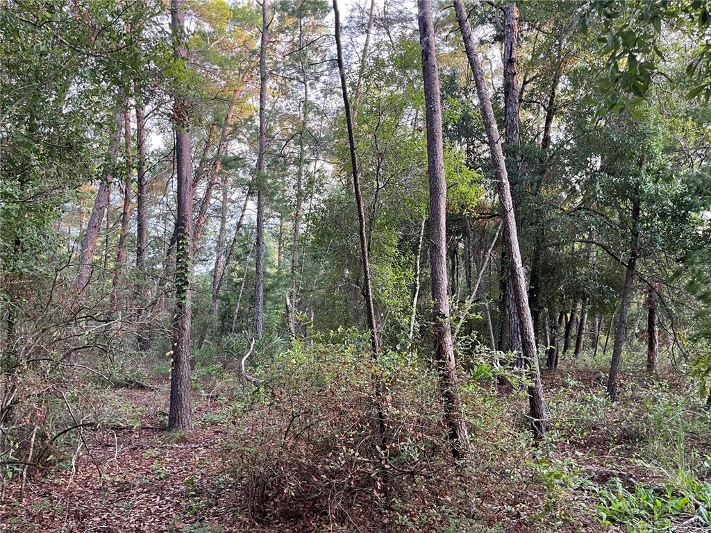 Tbd Twin Lakes Road Interlachen, FL 32148 - Photo 8 of 9