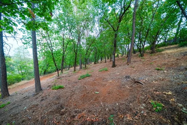 a view of a forest with trees in the background