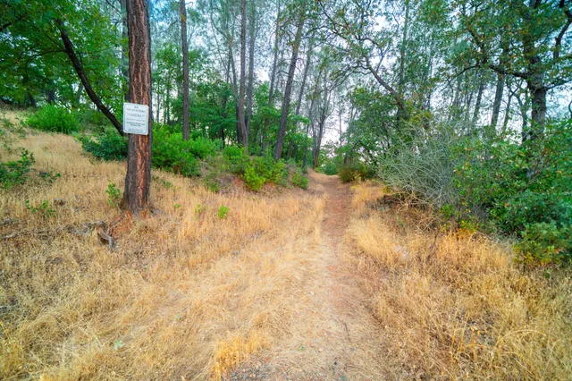 a view of a yard with plants and large trees