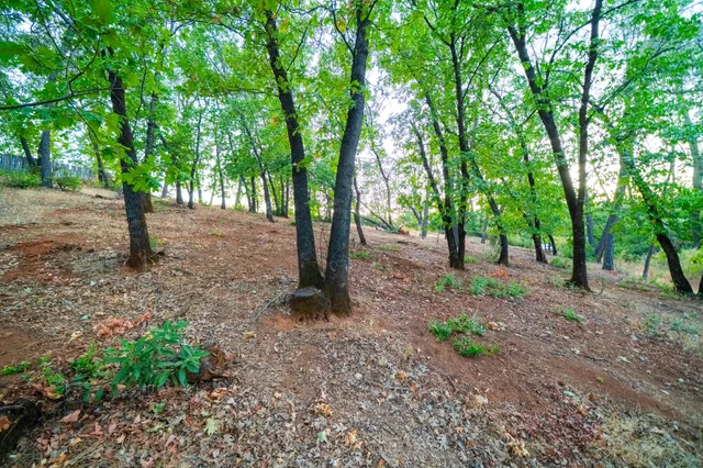 a view of some trees in the forest