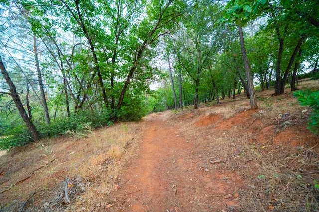 a view of a dirt road with trees in the background