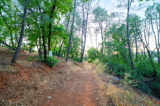 a view of a forest with trees in the background