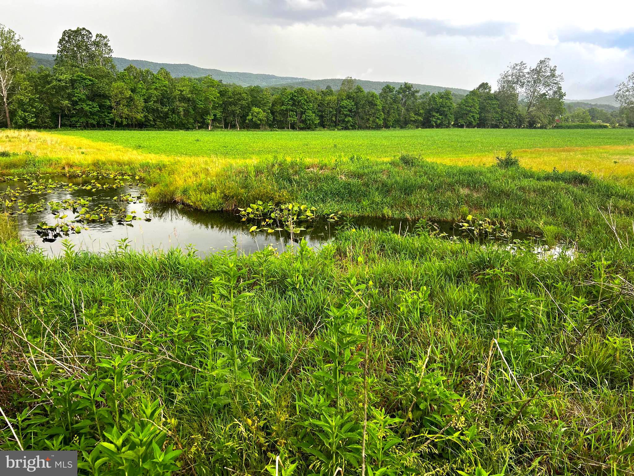 12125 State Road 259 Mathias, WV 26812 - Photo 11 of 40 Pond