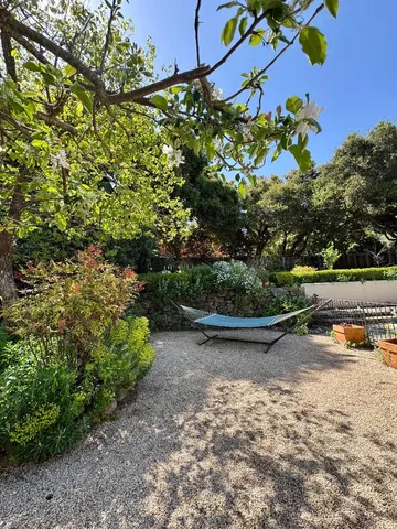 a view of a yard with plants and large trees