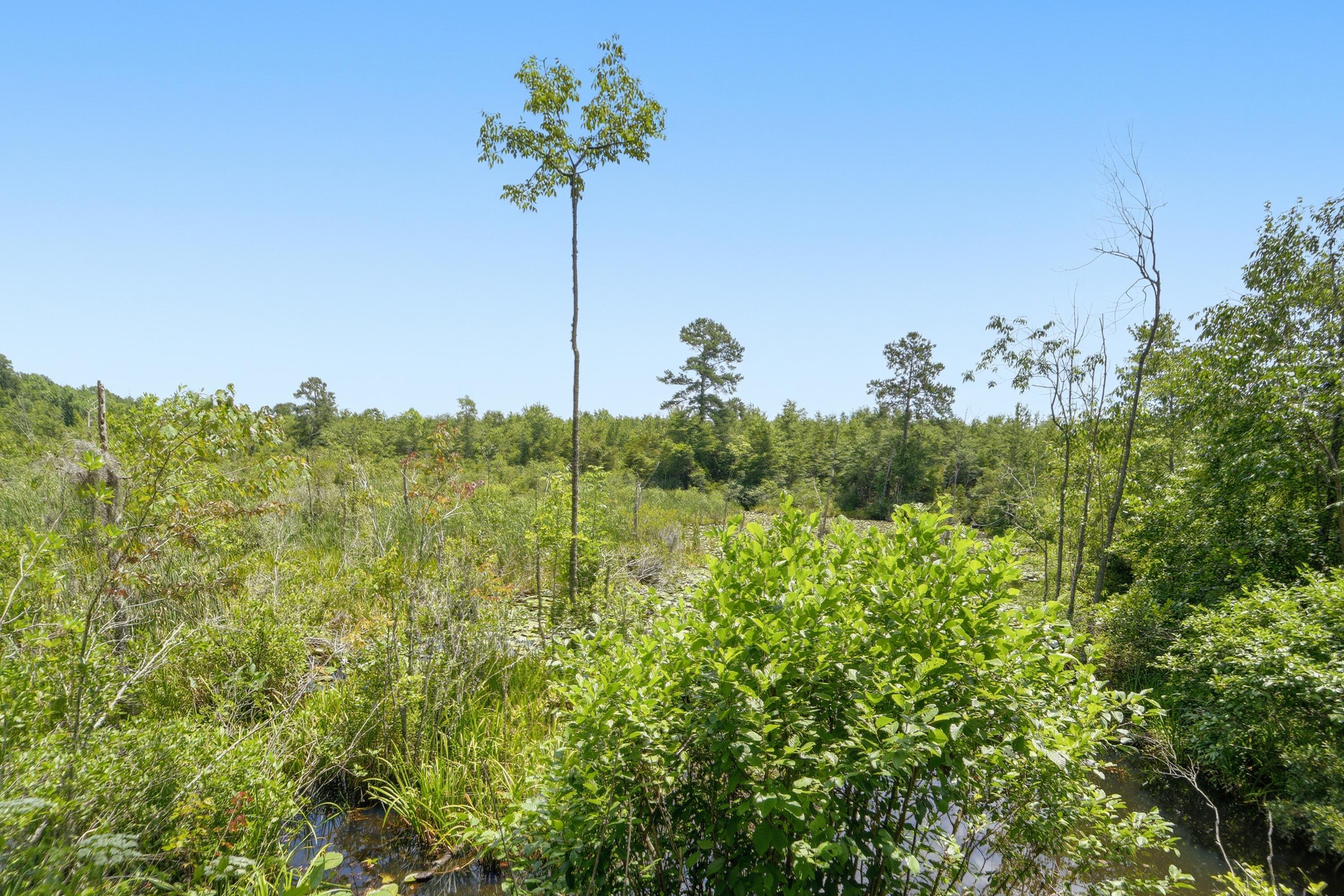 1530 Catfish Lane Manning, SC 29102 - Photo 26 of 37 wooded lot