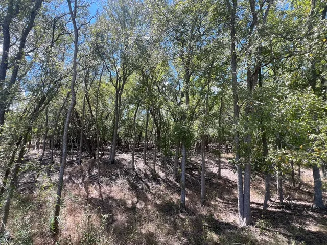 a view of a forest with lots of trees