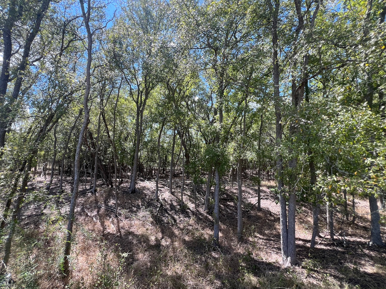 Tbd West Pierce Street Luling, TX 78648 - Photo 8 of 10 a view of a forest with lots of trees