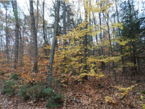 Lot 60 Pineo Road Center Barnstead, NH 03225 - Photo 3 of 6