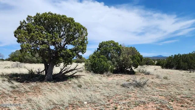 a view of a yard covered in snow