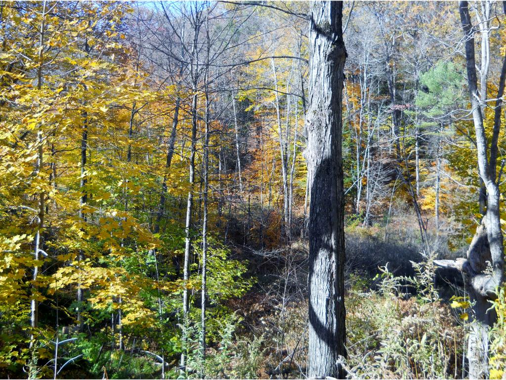 0 Leavitt Hill Road Cornish, NH 03745 - Photo 1 of 1 Gallery Image 1