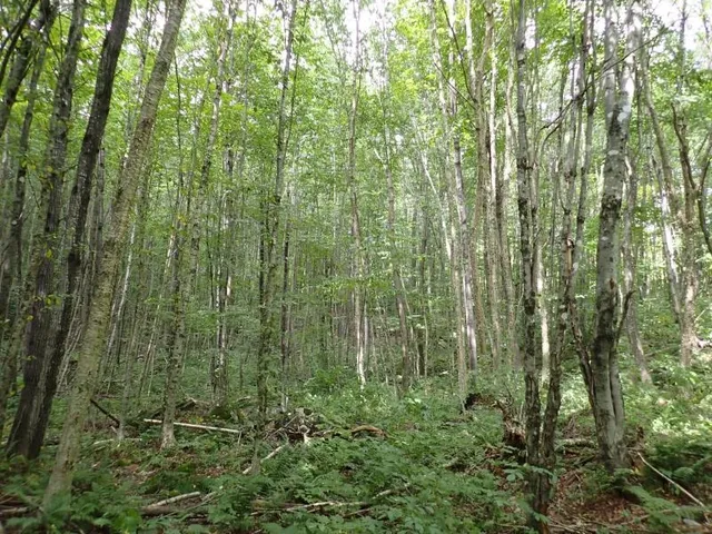 $261,000 | 955 Hall Road, Lunenburg, VT 05906