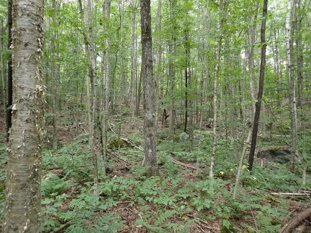 $261,000 | 955 Hall Road, Lunenburg, VT 05906