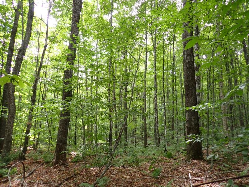 955 Hall Road Lunenburg, VT 05906 - Photo 16 of 16