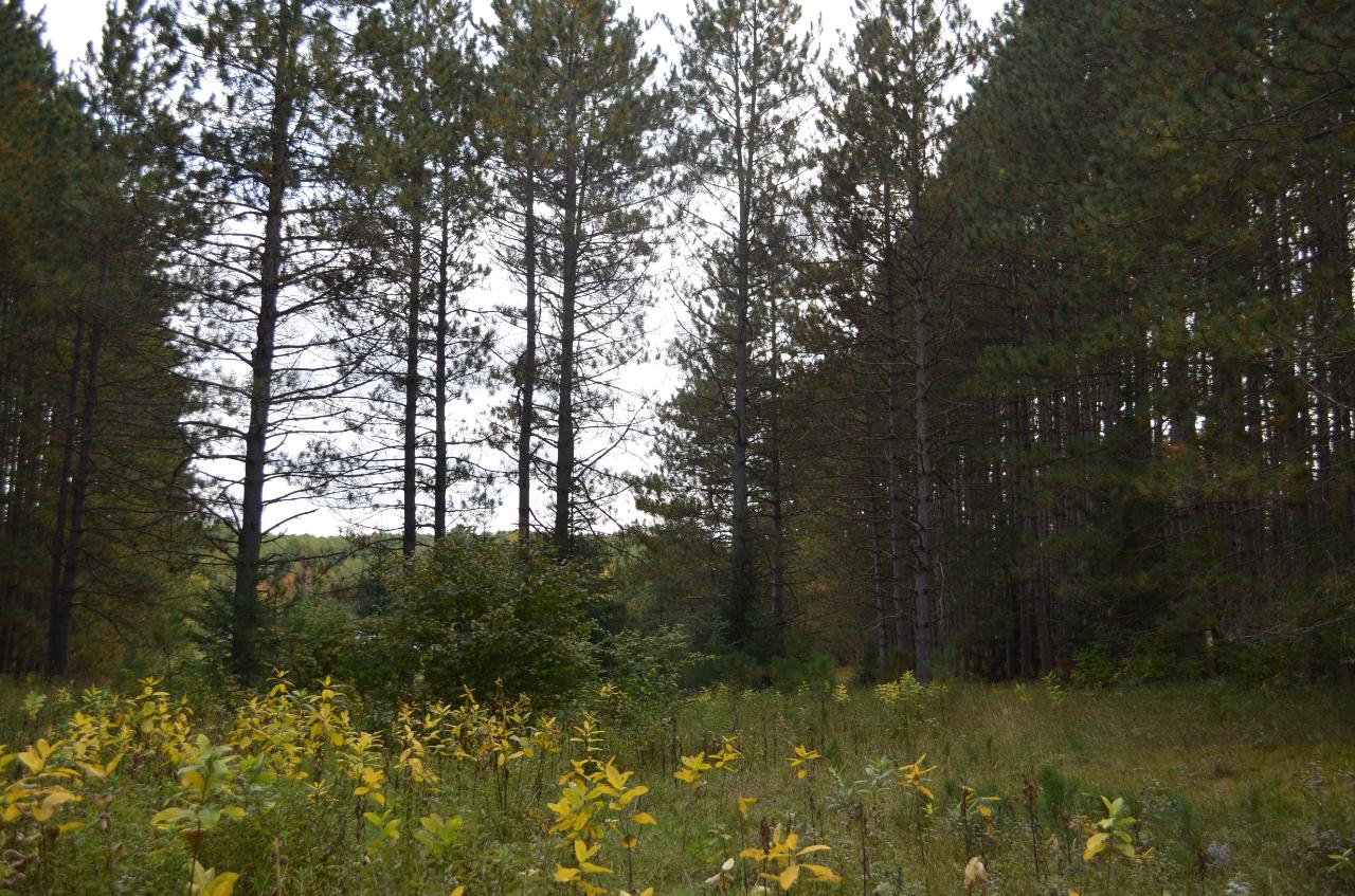 Parcel B Walleye Way Tomahawk, WI 54487 - Photo 25 of 25 Gallery Image 25