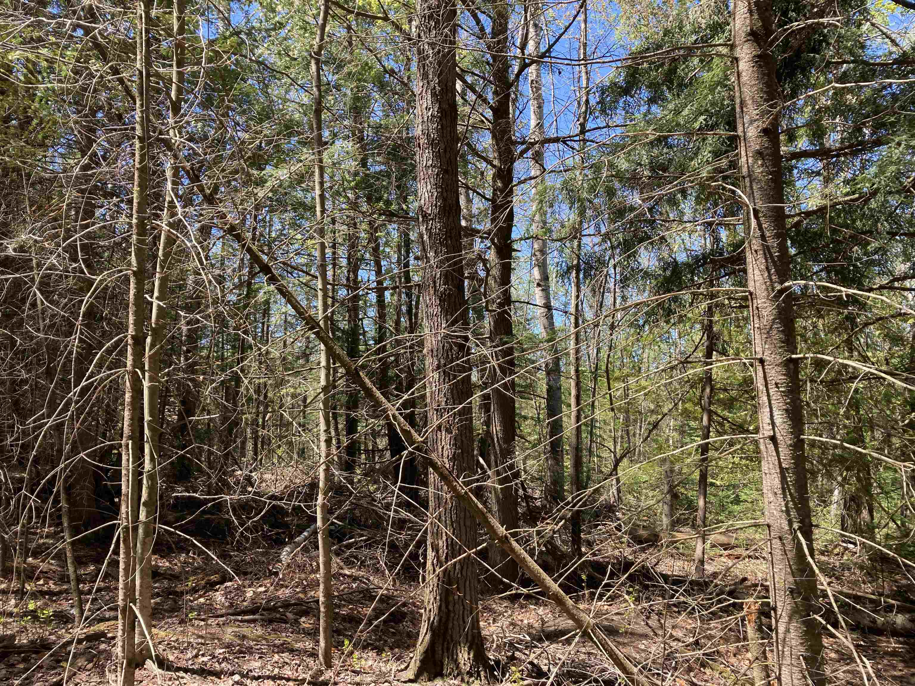 0 West Miller Road Mio, MI 48647 - Photo 22 of 23