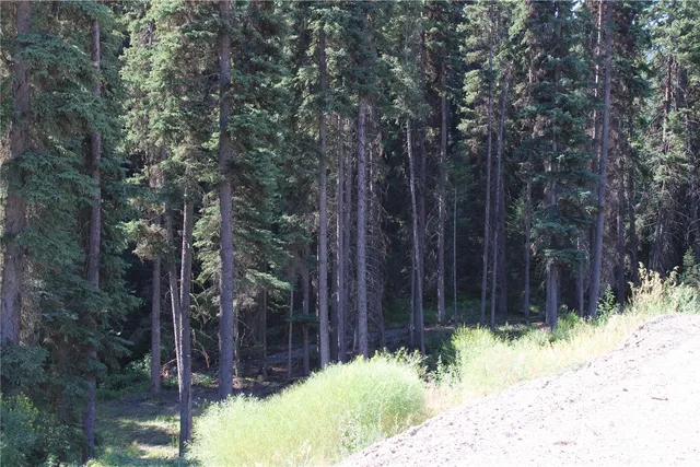 a view of backyard with tree