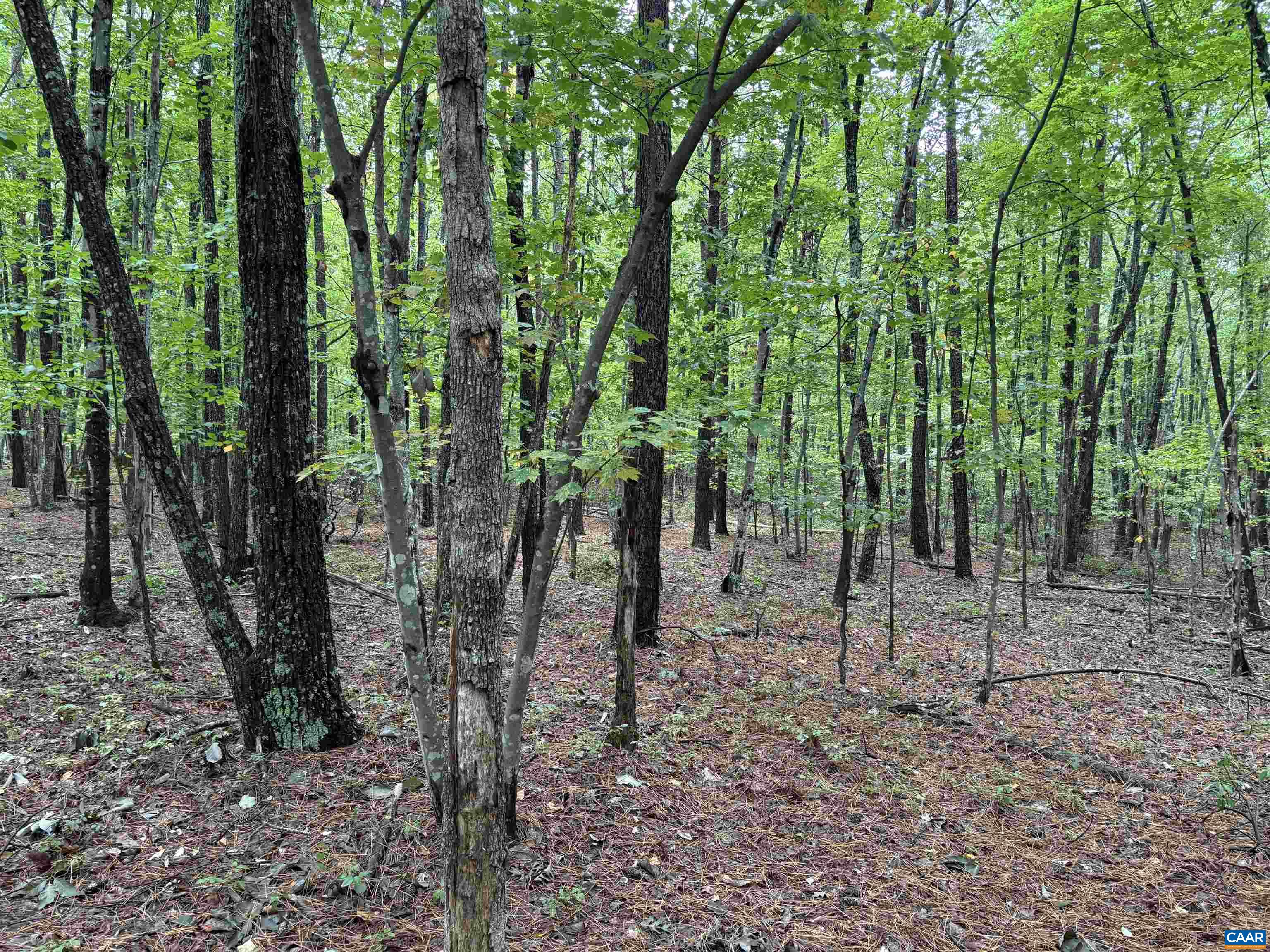 0 Meadow Creek Road Wingina, VA 24599 - Photo 3 of 7 a view of outdoor space with lots of trees