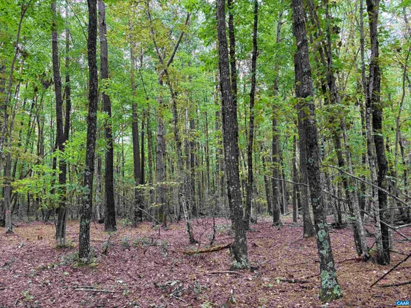 a view of a wooden floor with a dry yard
