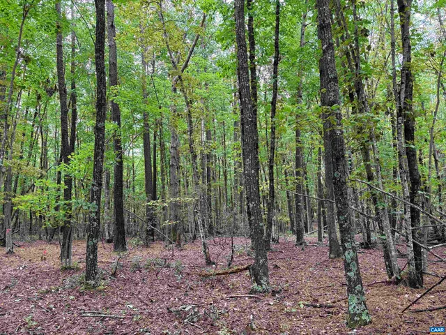 a view of a wooden floor with a dry yard