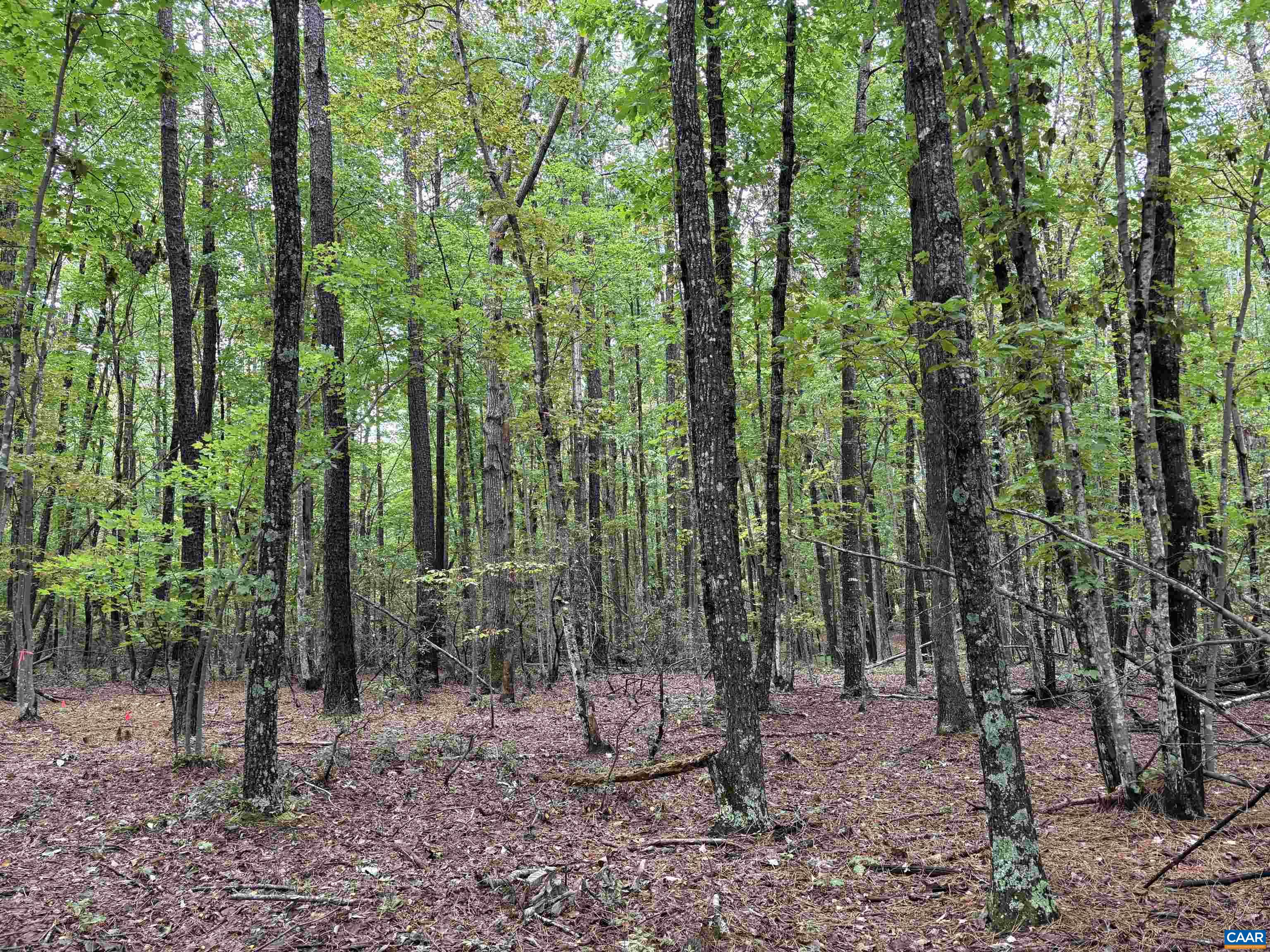 0 Meadow Creek Road Wingina, VA 24599 - Photo 4 of 7 a view of outdoor space and green space