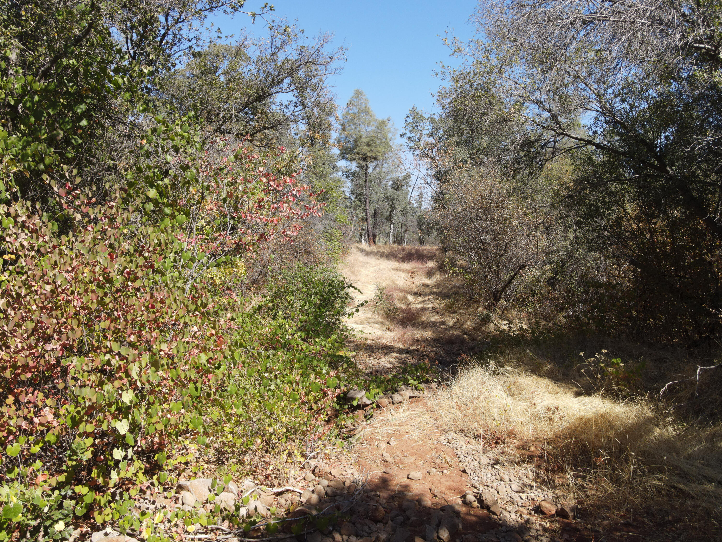 Nsa Dersch Road Shingletown, CA 96088 - Photo 35 of 56 DJI_0554_result