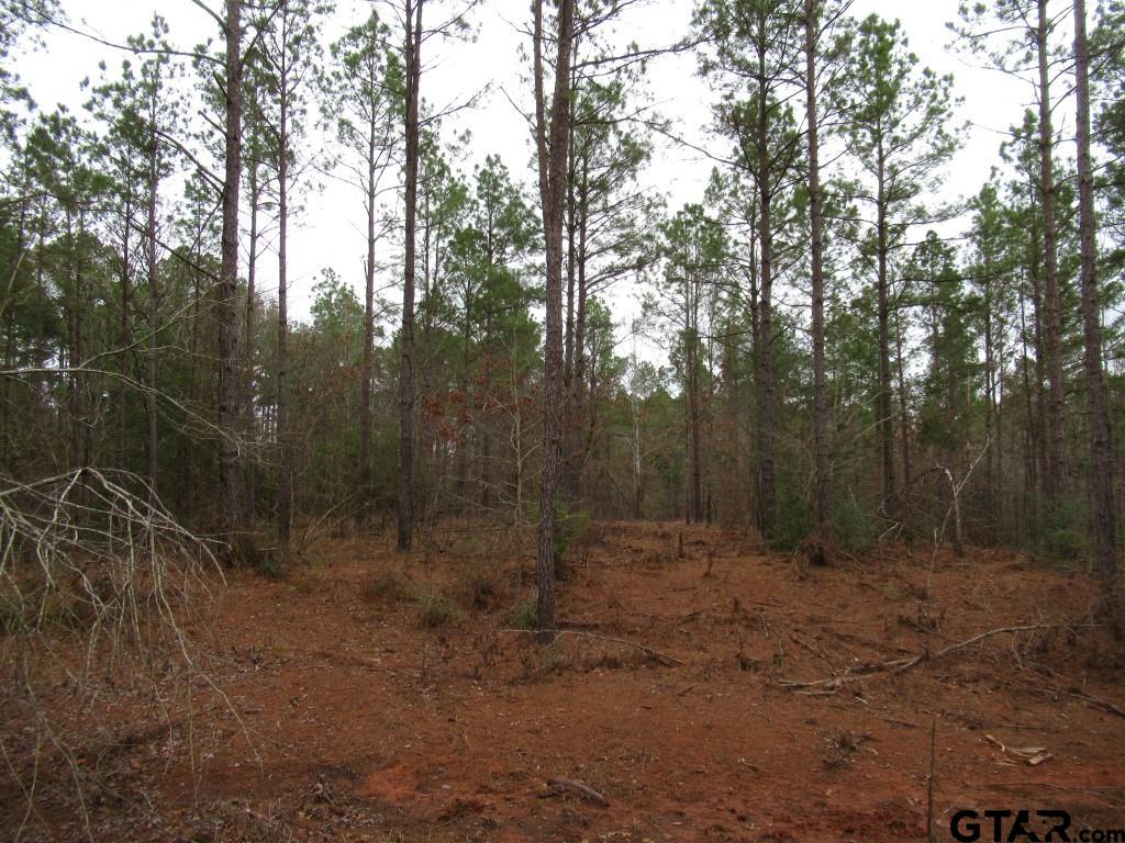 105.4 C Highway Reklaw, TX 75784 - Photo 18 of 43 a view of a forest with trees
