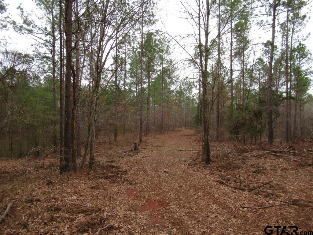 105.4 C Highway Reklaw, TX 75784 - Photo 19 of 43 a view of a forest with trees in the background