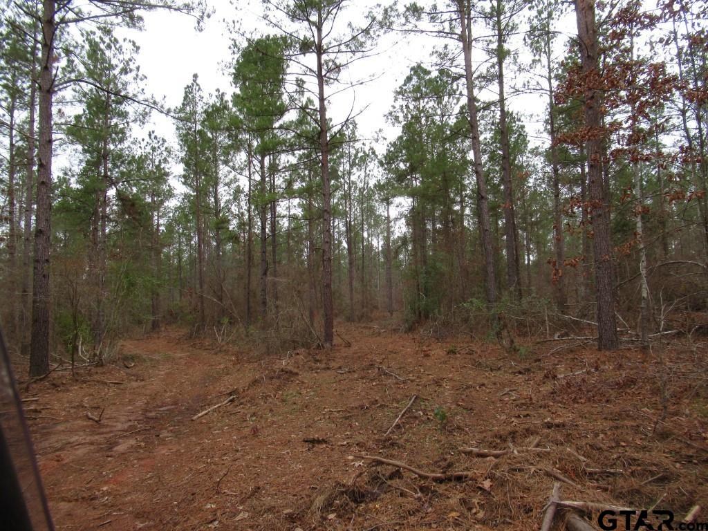 105.4 C Highway Reklaw, TX 75784 - Photo 26 of 43 a view of a forest with trees in the background