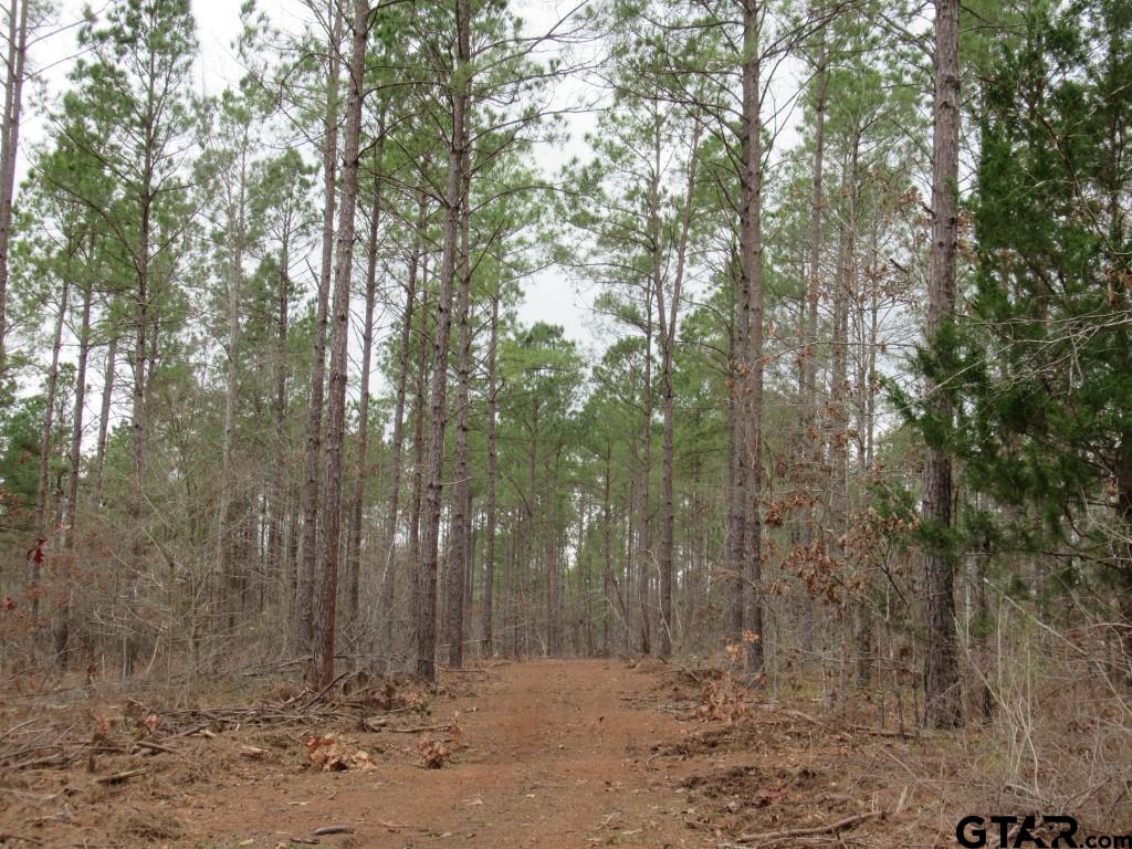 105.4 C Highway Reklaw, TX 75784 - Photo 5 of 43 a view of outdoor space with lots of trees