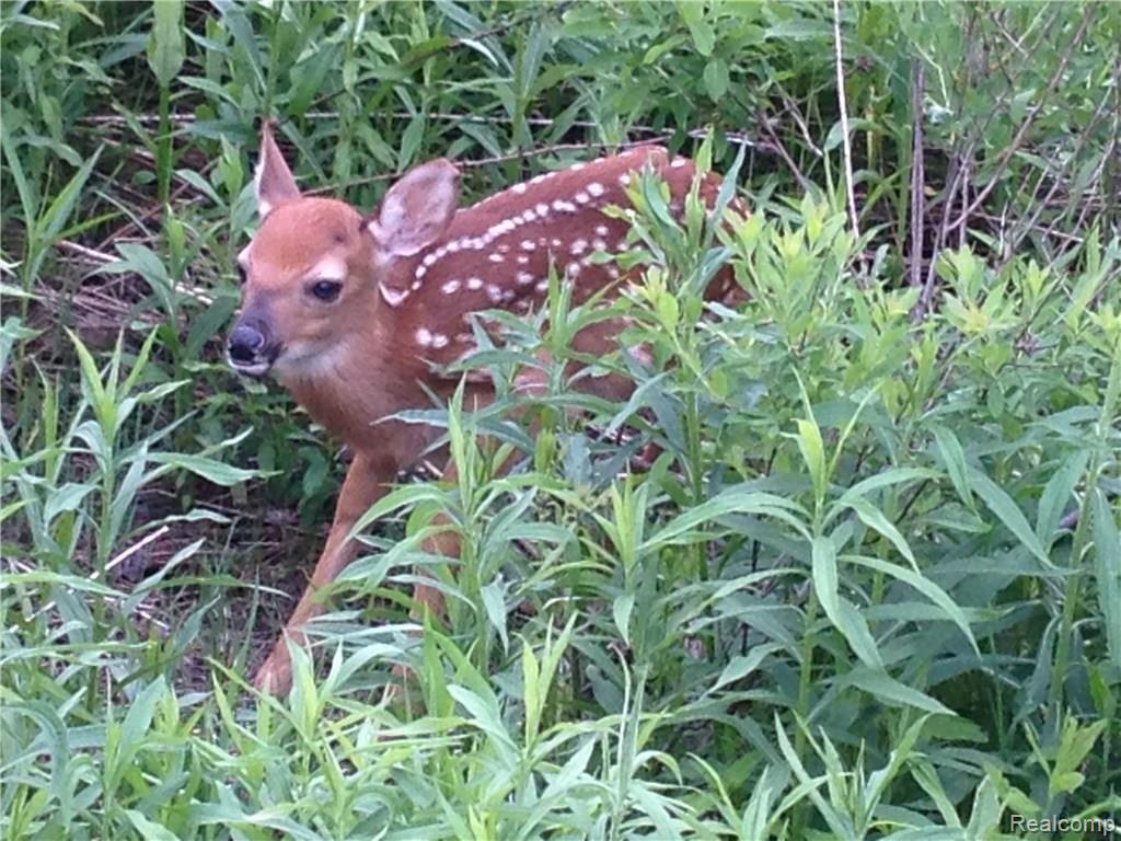 4385 Fargo Road Avoca, MI 48006 - Photo 18 of 27 This is view 3 of the fawns.