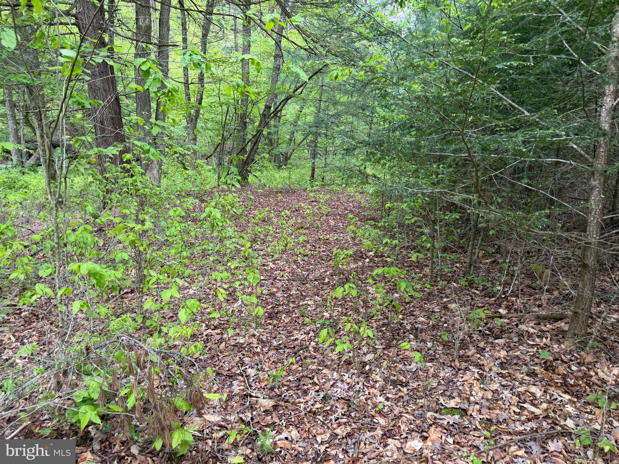 1227 Cross Fork Creek Road Cross Fork, PA 17729 - Photo 83 of 139