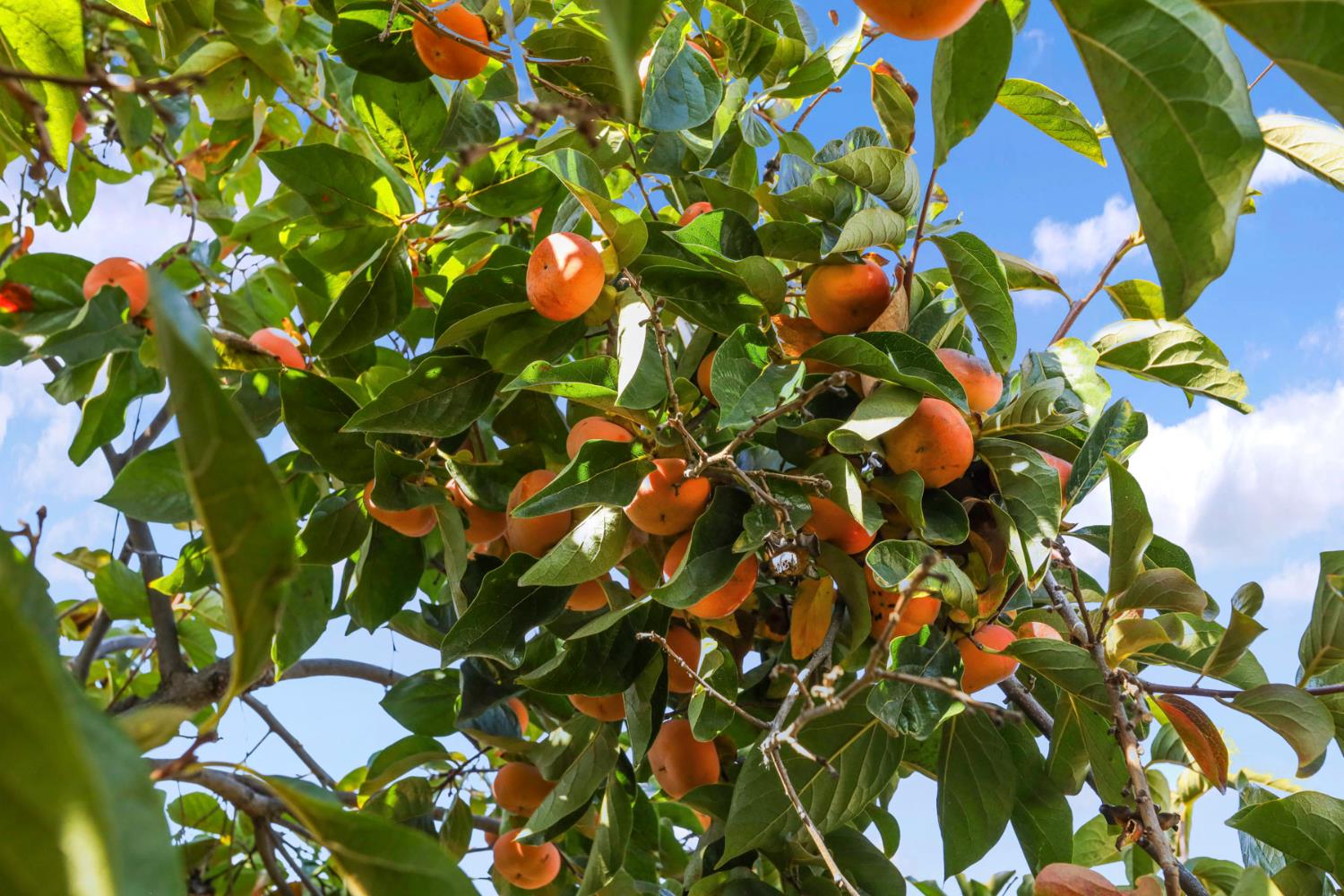 1505 Dreyfus Lane Modesto, CA 95355 - Photo 24 of 25 a view of flowers
