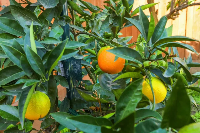 $425,000 | 1505 Dreyfus Lane, Modesto, CA 95355