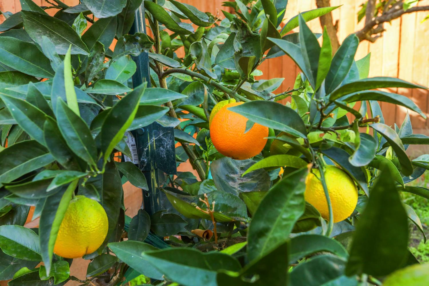 1505 Dreyfus Lane Modesto, CA 95355 - Photo 25 of 25 a view of plant in a yard