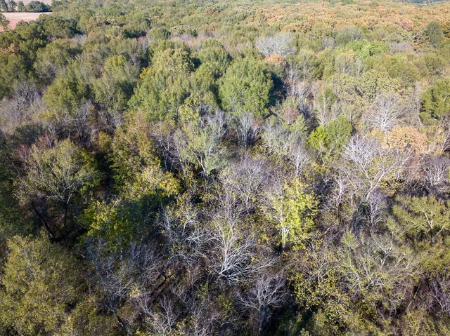 a view of a forest with a house