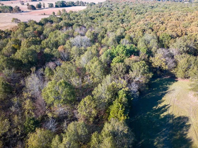 a view of a forest with a tree