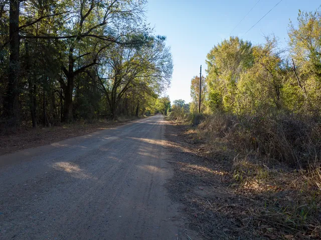 a view of a forest with trees
