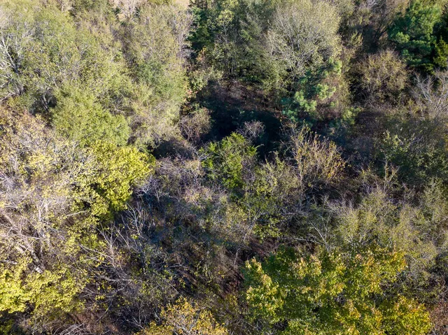 a view of a forest with a tree