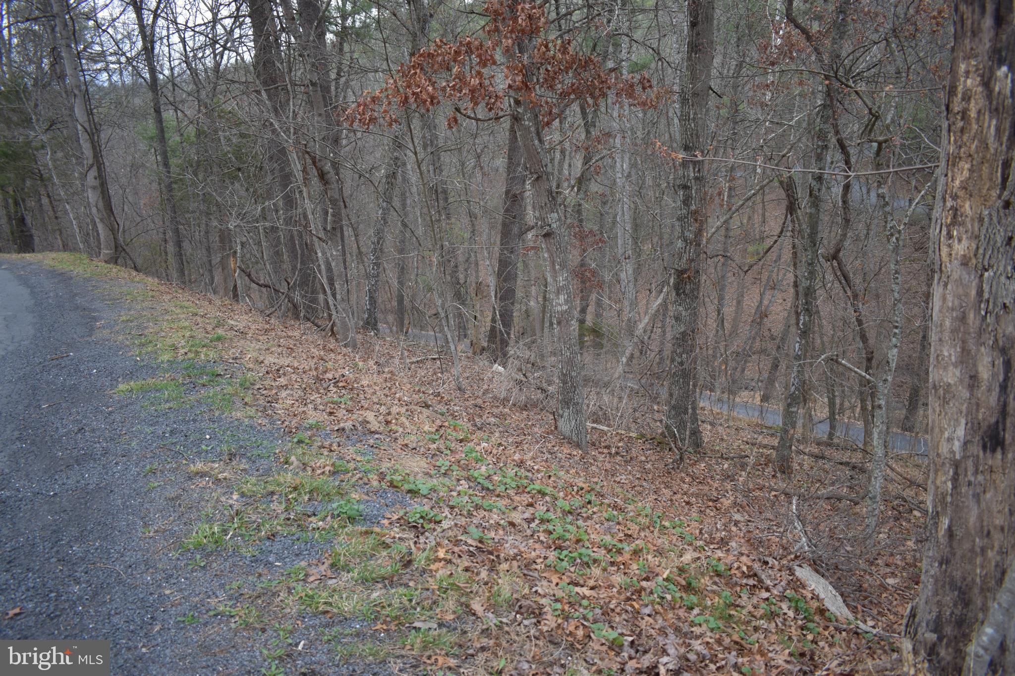 Anderson Road Mount Jackson, VA 22842 - Photo 6 of 6 Serene woodland path in early spring.