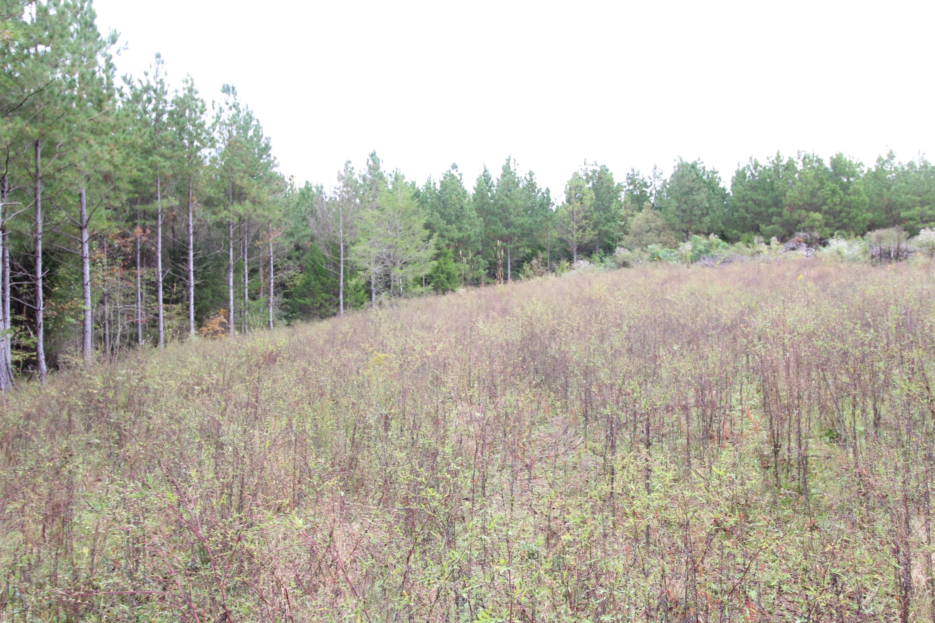 785 Morgan Road Road Charleston, TN 37310 - Photo 4 of 9 IMG_2429